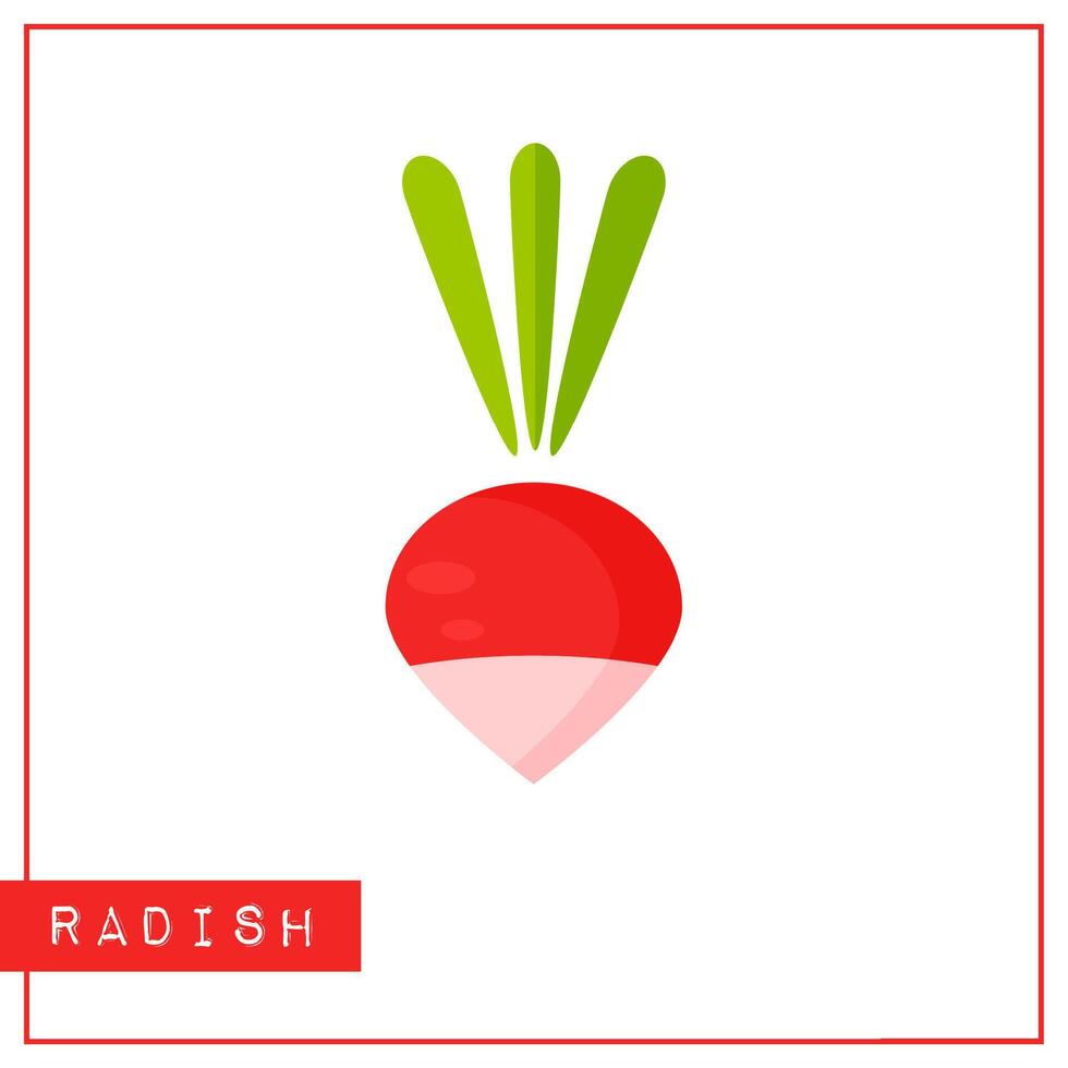Bright memory training card with colorful vegetable. Flat design isolated red and pink color radish with shine and shade. illustration for vegeterian infographic or healthy diet banner, vector