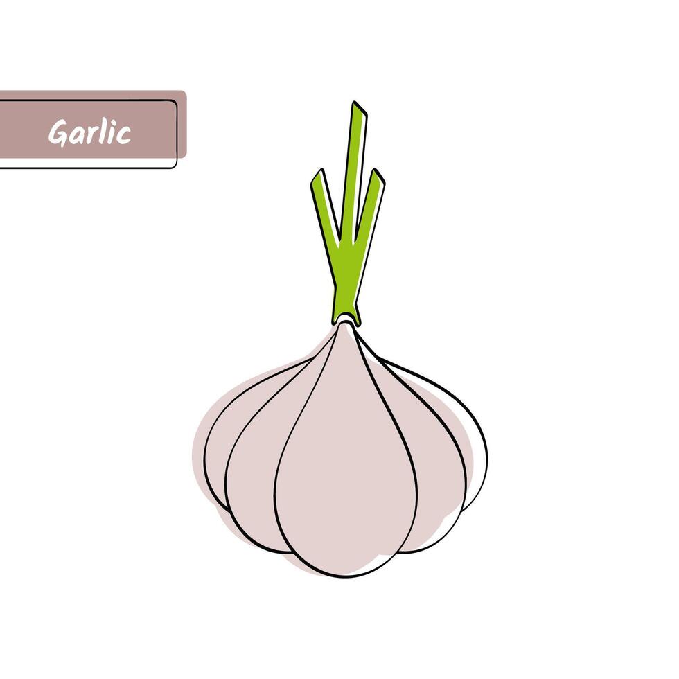 Flat design vegetable education card, illustration. Big solid gray isolated garlic with black outline and stylish label on white background for kid game, memory training or eco market sign. vector