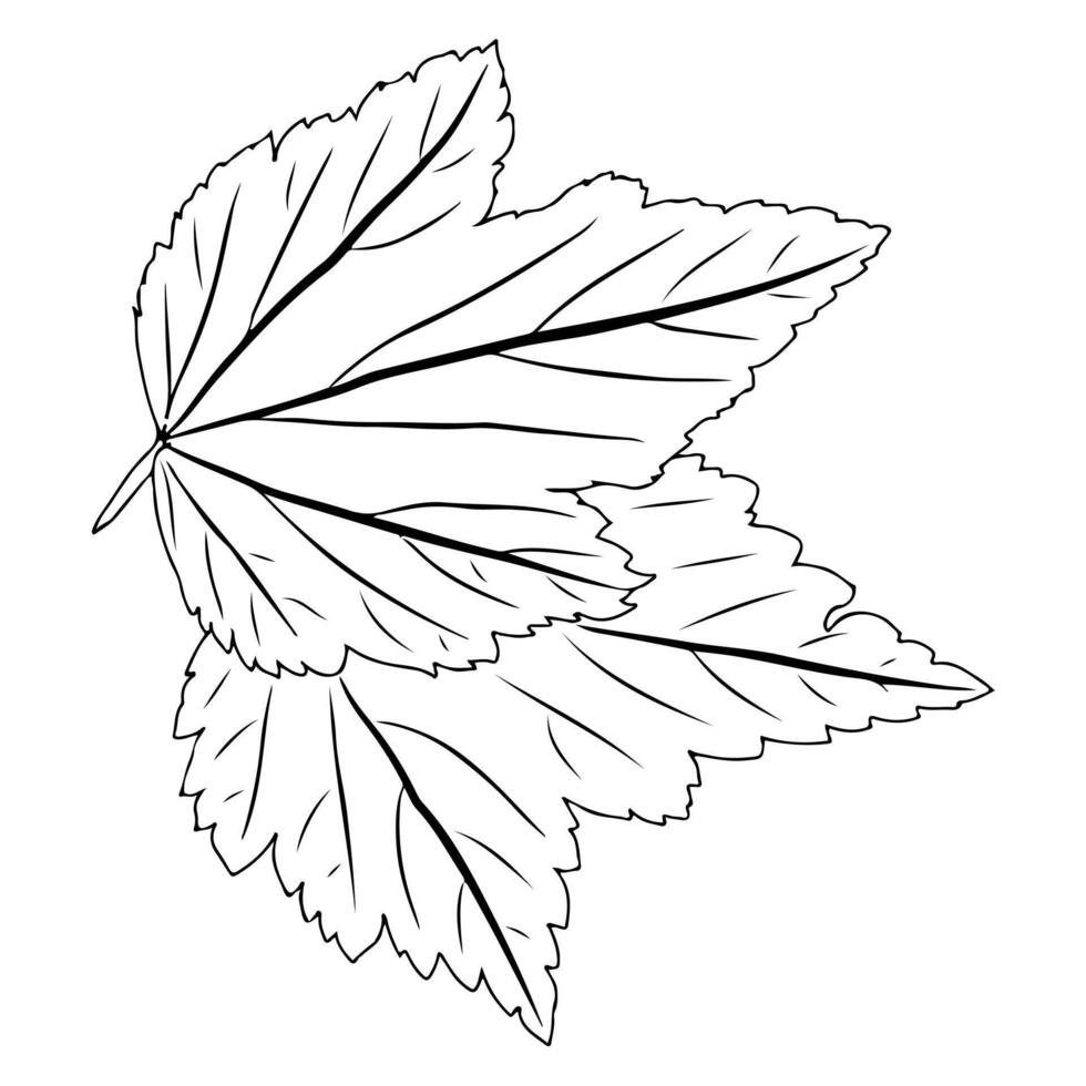 two currant leaves in doodle style. vector