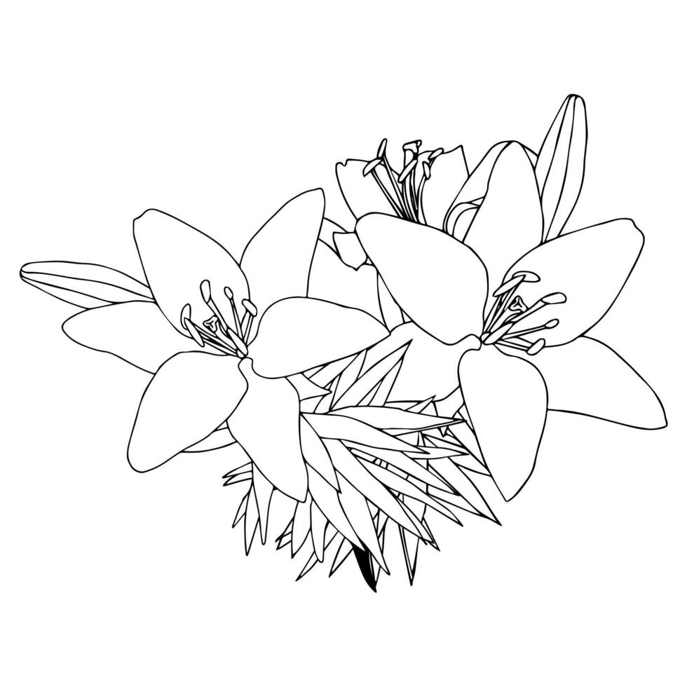 Bouquet of lilies in doodle style. Openwork illustration isolated on white background. vector