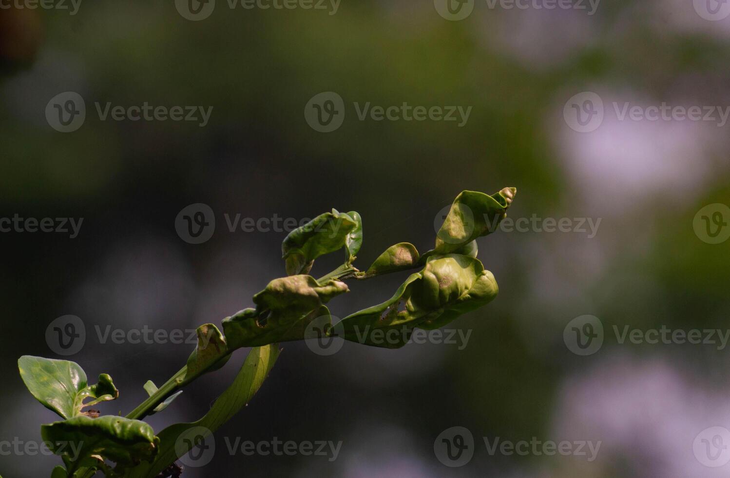 close up of orange leaves with nature blur background photo