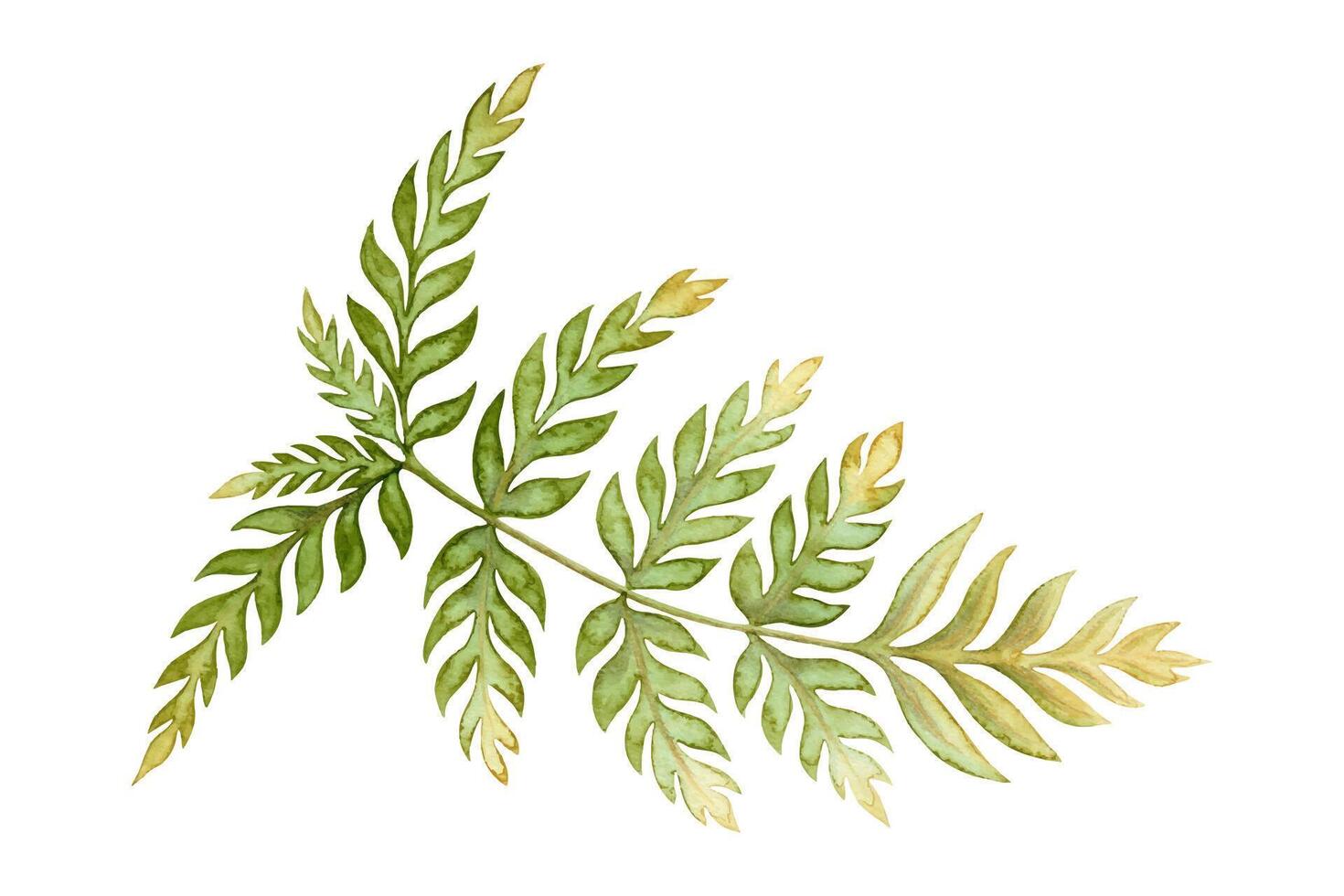 Bracken fern leaf textured botanical illustration in earth tone. Hand drawn watercolor floral element of prehistoric plant. Perfect for the use of ecological material and sustainable designs. vector