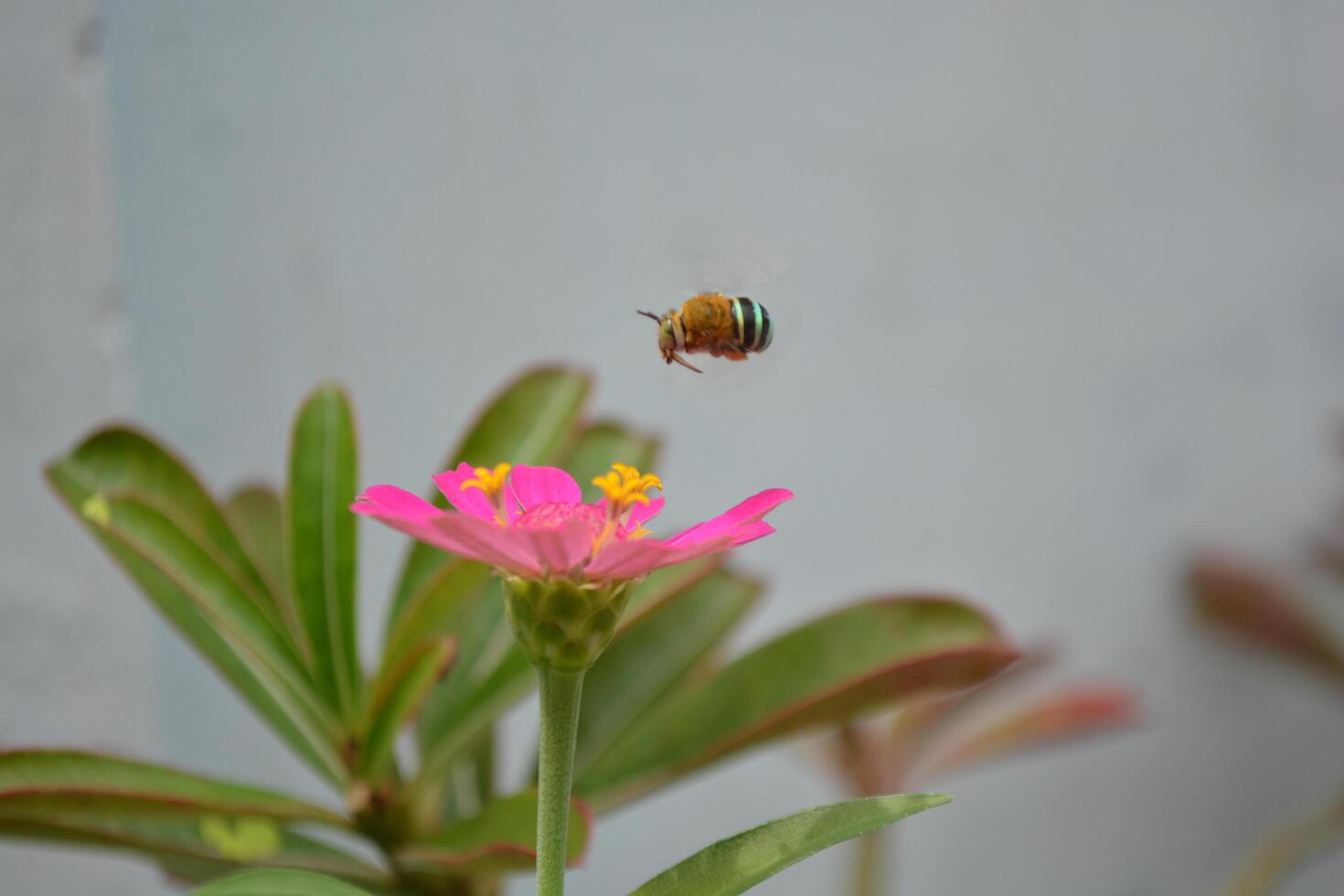 A bee flying over zinnia flower photo