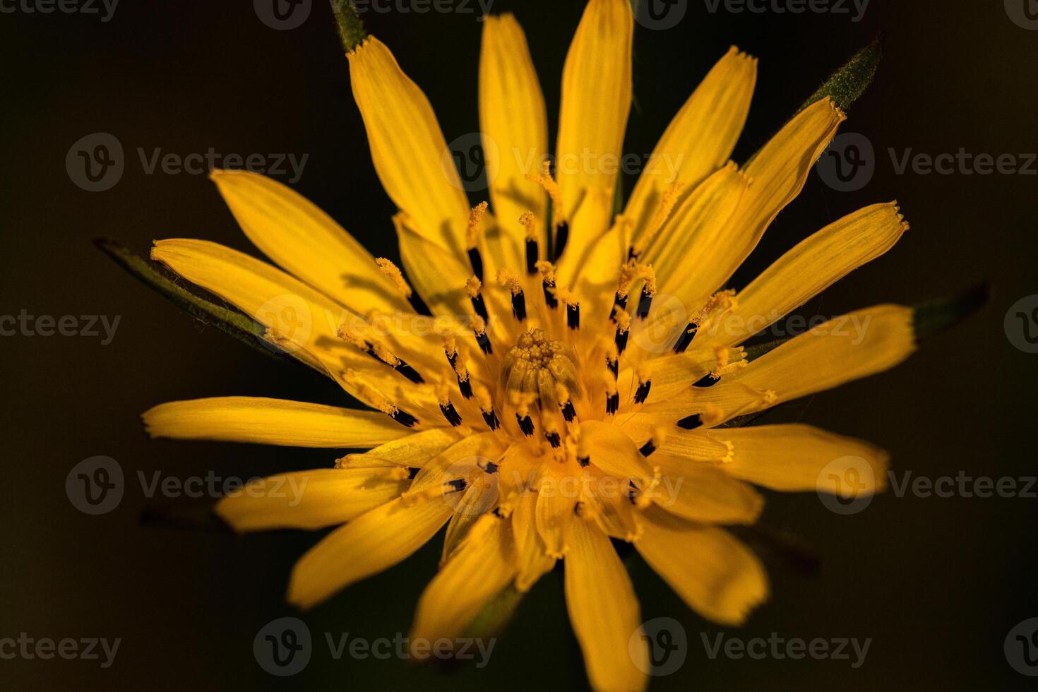 Meadow Salsify Macro photo