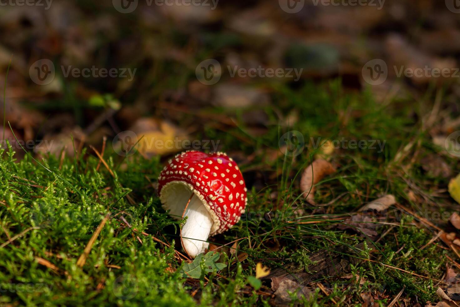 Small fly agaric photo