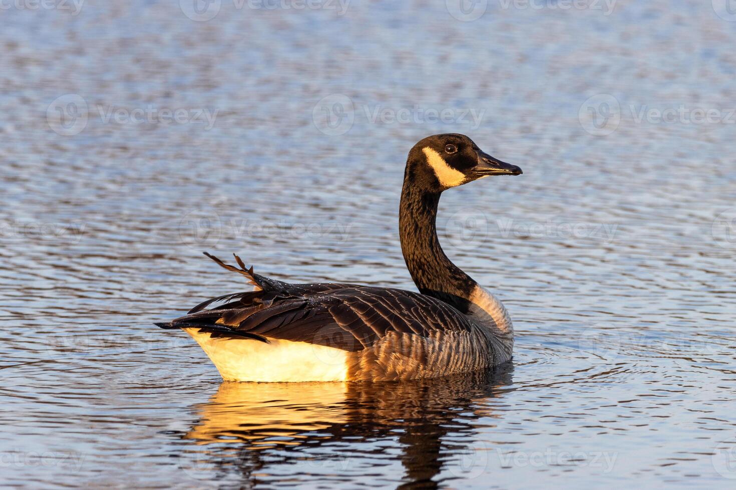 A goose swimming in a lake with a reflection photo