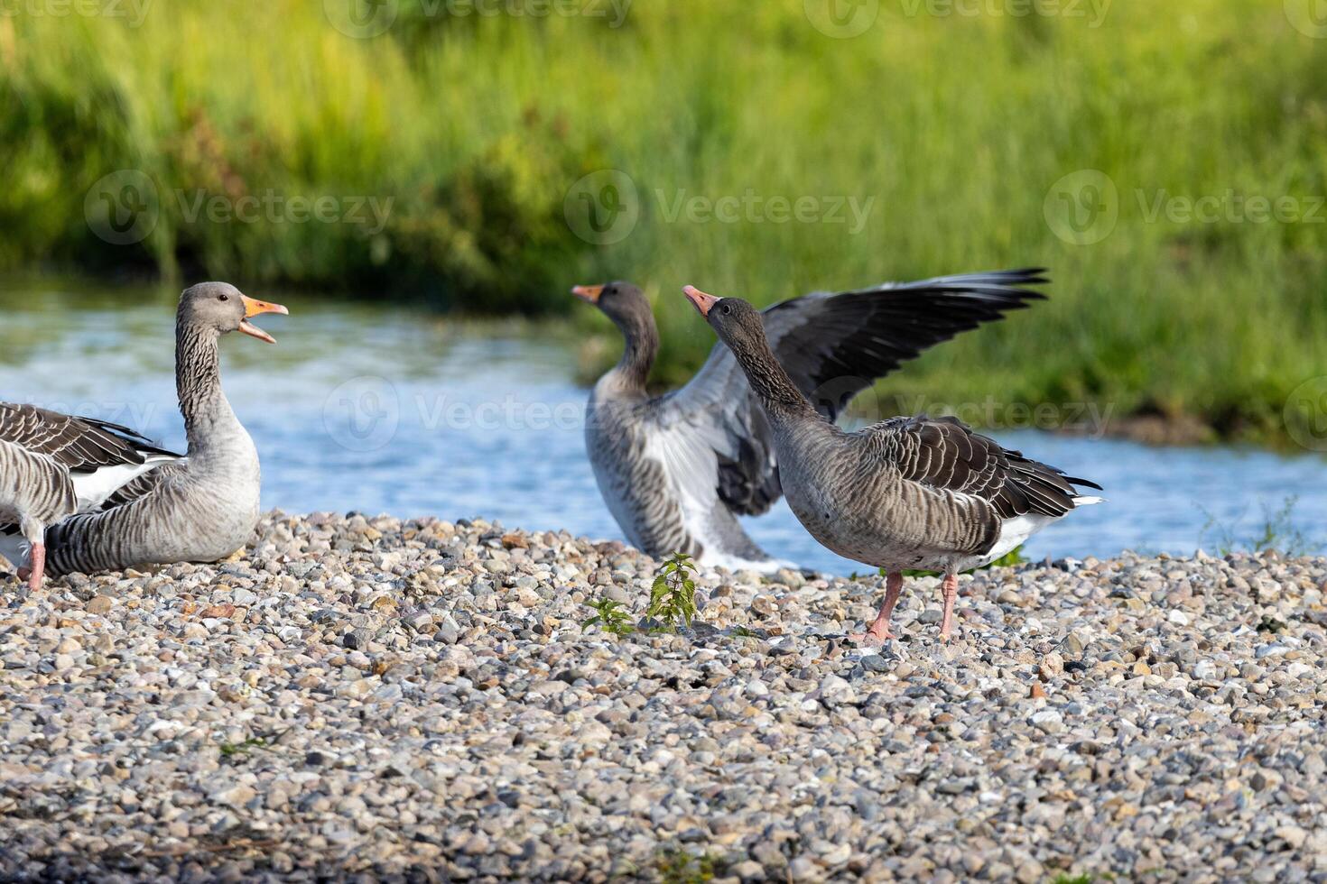A flock of geese standing on a gravel beach photo