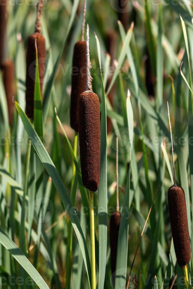 Cattails growing in a field with tall grass photo