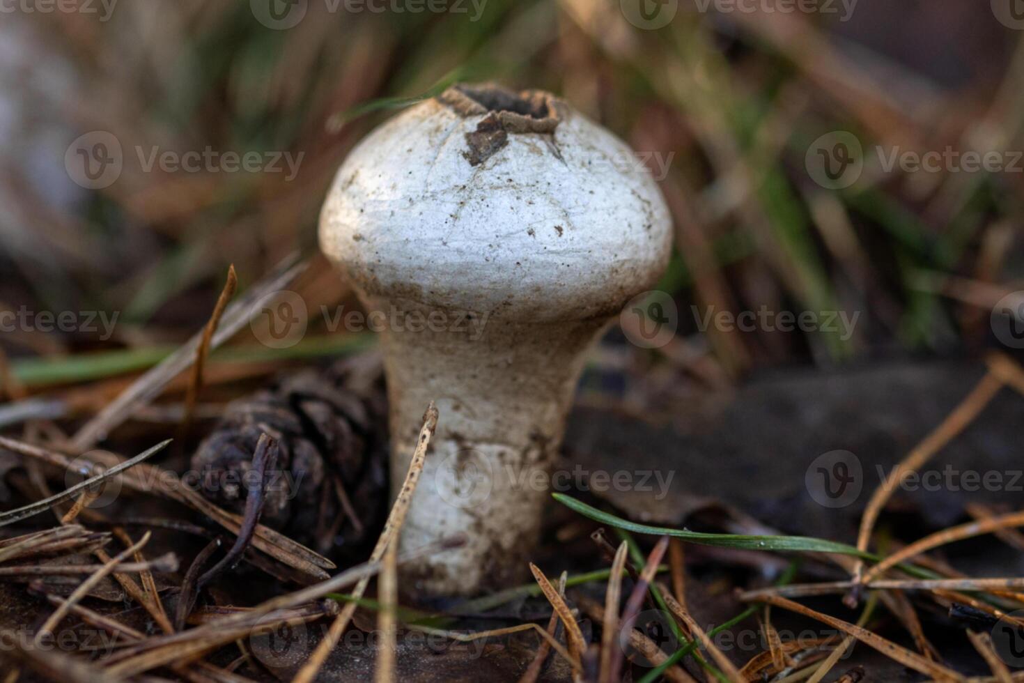A mushroom growing in the grass photo