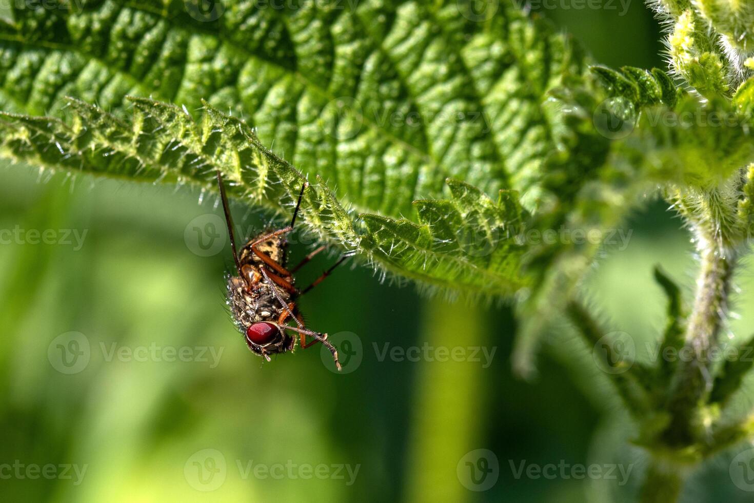 A fly on a green leaf with a red eye photo