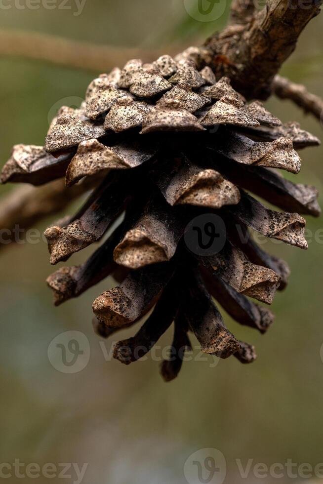 A pine cone on a branch photo