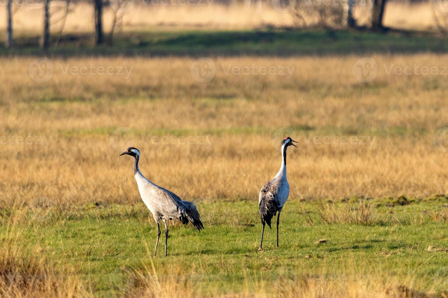 Two cranes standing in a field with tall grass photo