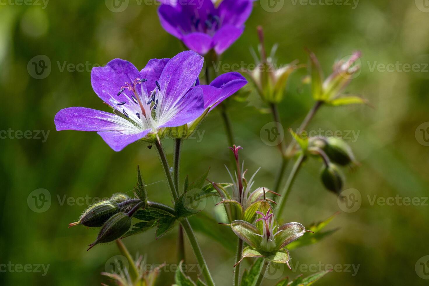 A purple flower with green leaves in the grass photo