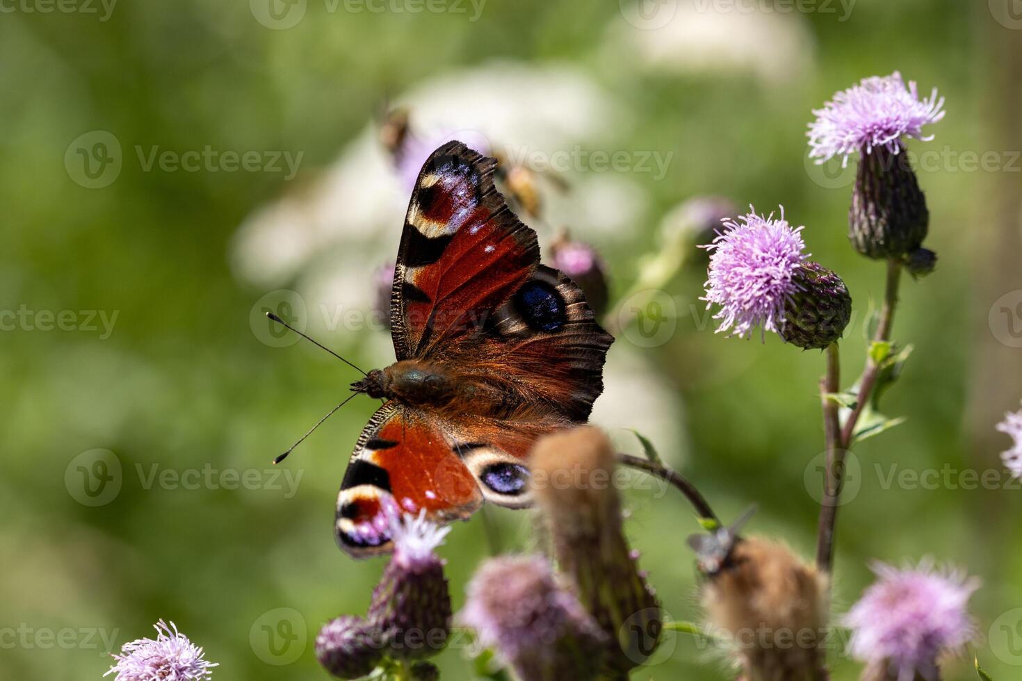 A butterfly is sitting on some purple flowers photo