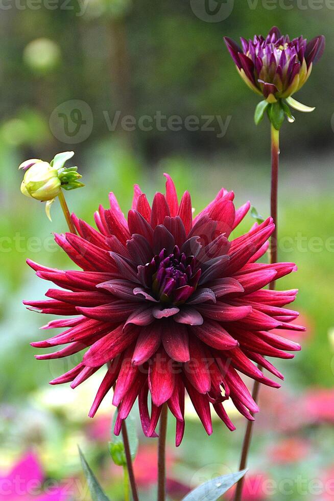Macro shot of a dark red dahlia blossom in the garden in late summer photo