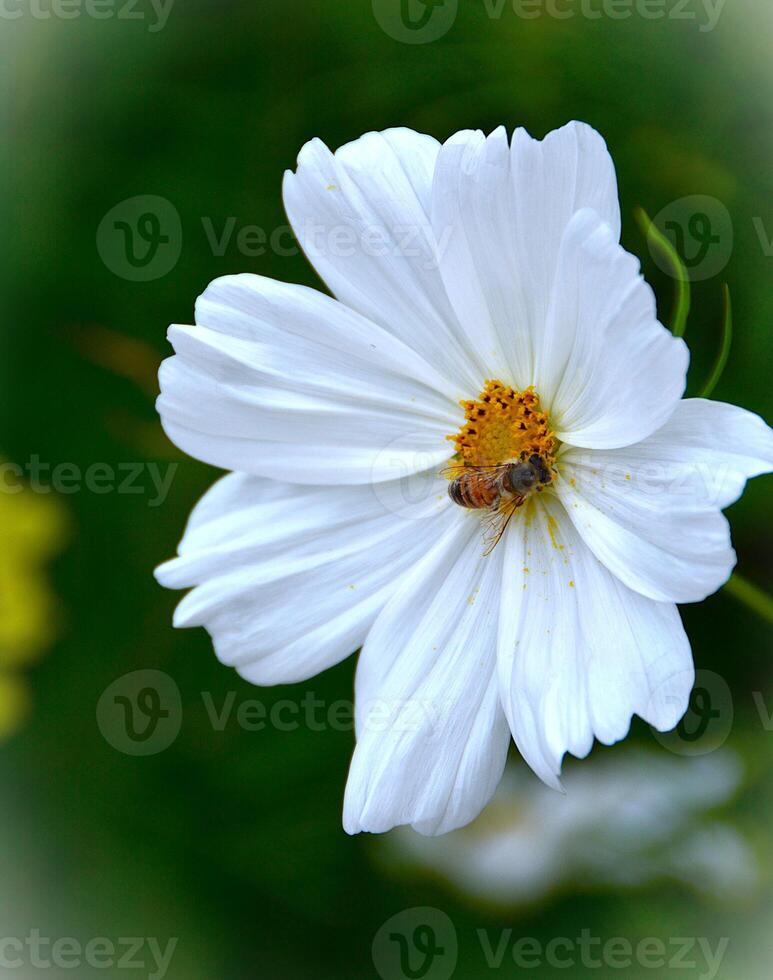 generated Field of White Daisies Under Sun photo