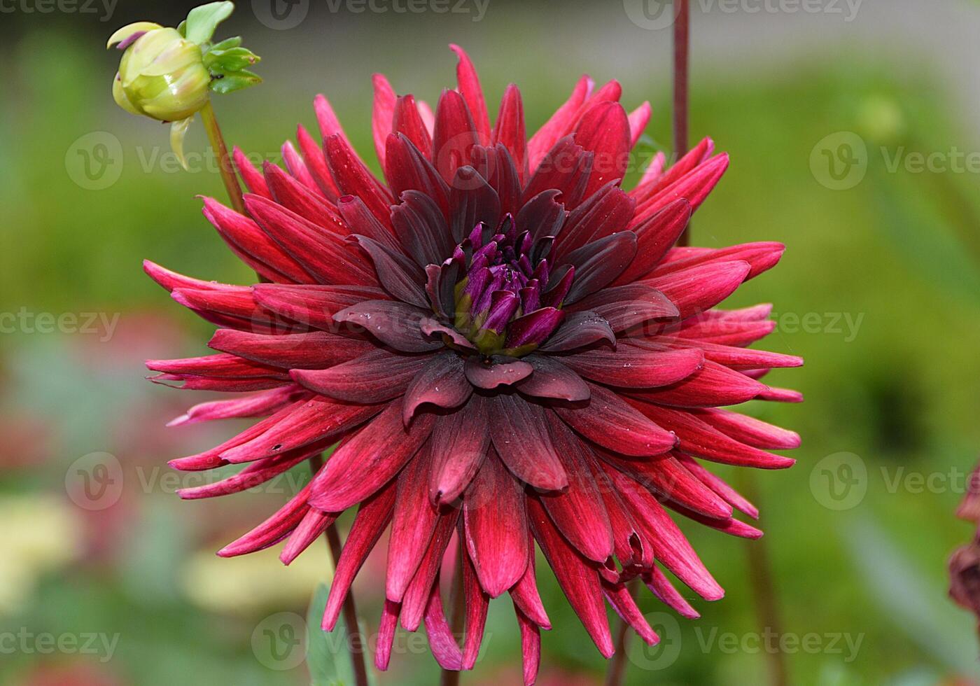 beautiful burgundy dahlias photo
