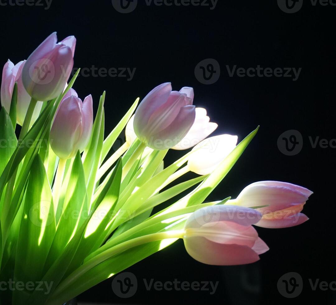 Tulips Blossoms. Beautiful of Two Pink Tulips Flowers Blooming on Black Background. photo