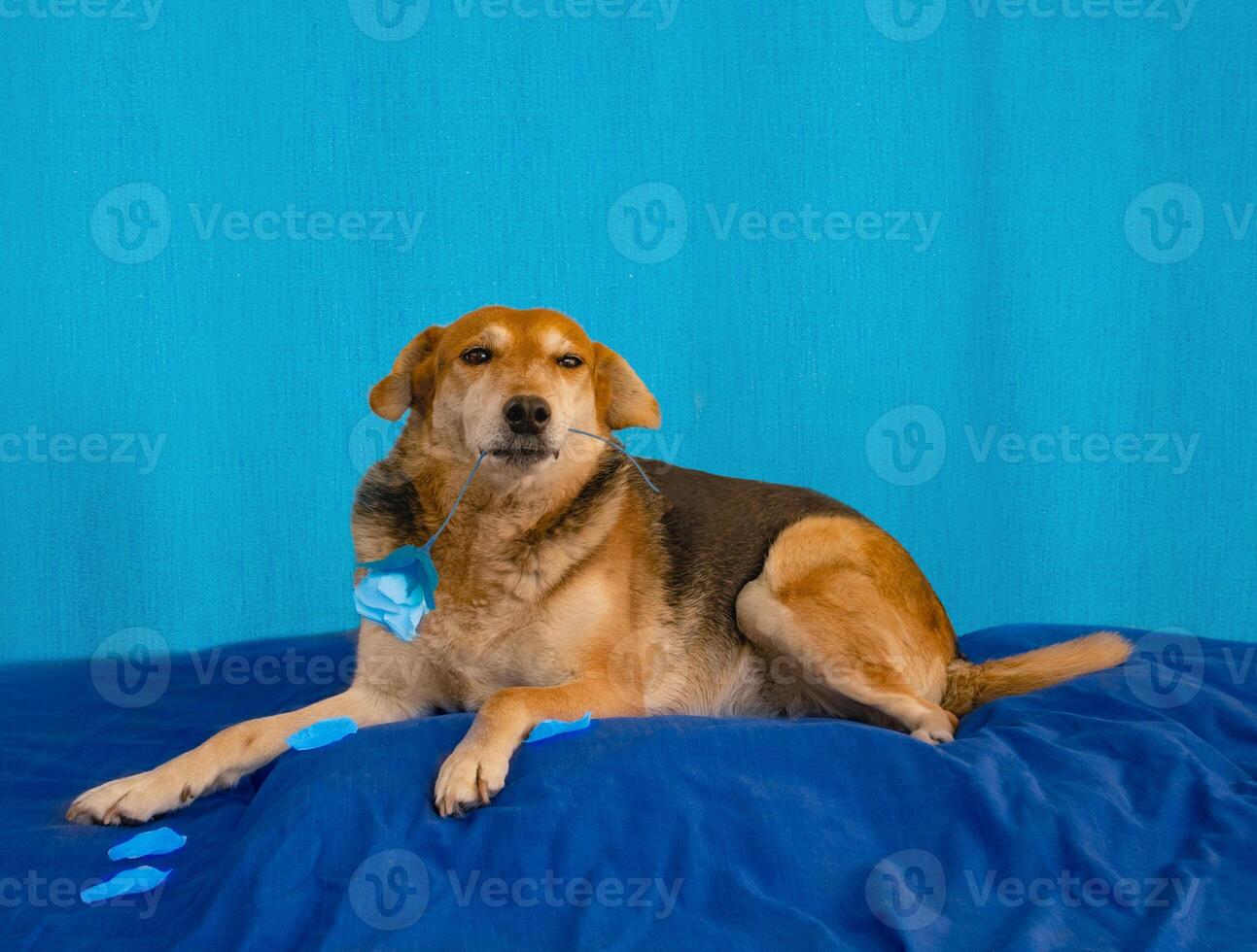 sad dog with a withered blue flower on a blue background. blue monday concept photo