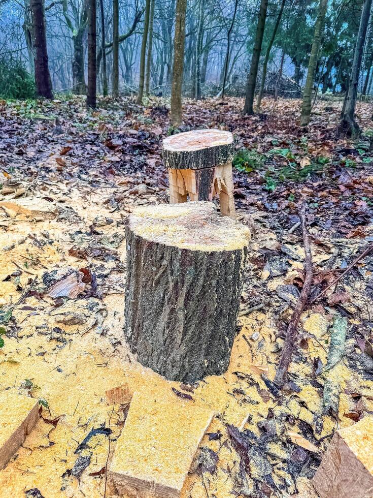 Stump in a forest with fallen leaves and branches, providing a natural. High quality photo