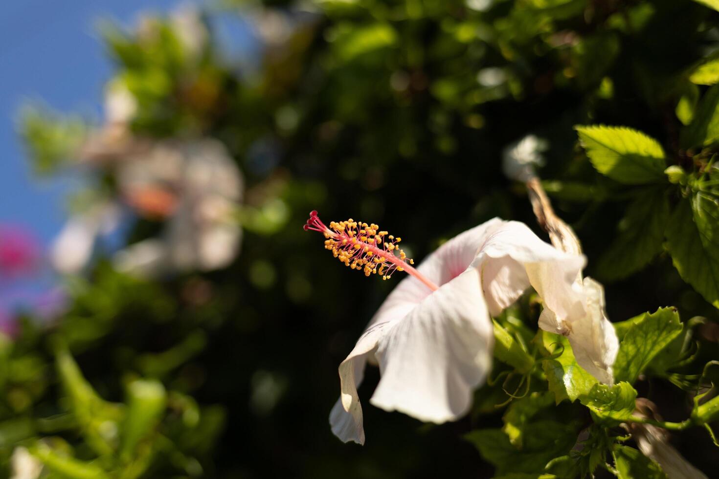 a white flower with red stamen on a tree photo