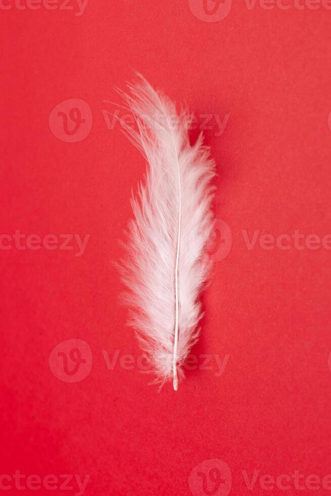 white feather on red background, top view photo