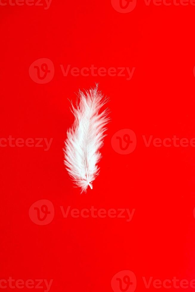 white feather on red background, top view photo