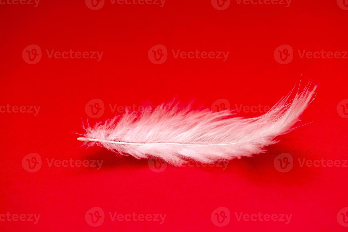 close up white feather on red background, side view photo