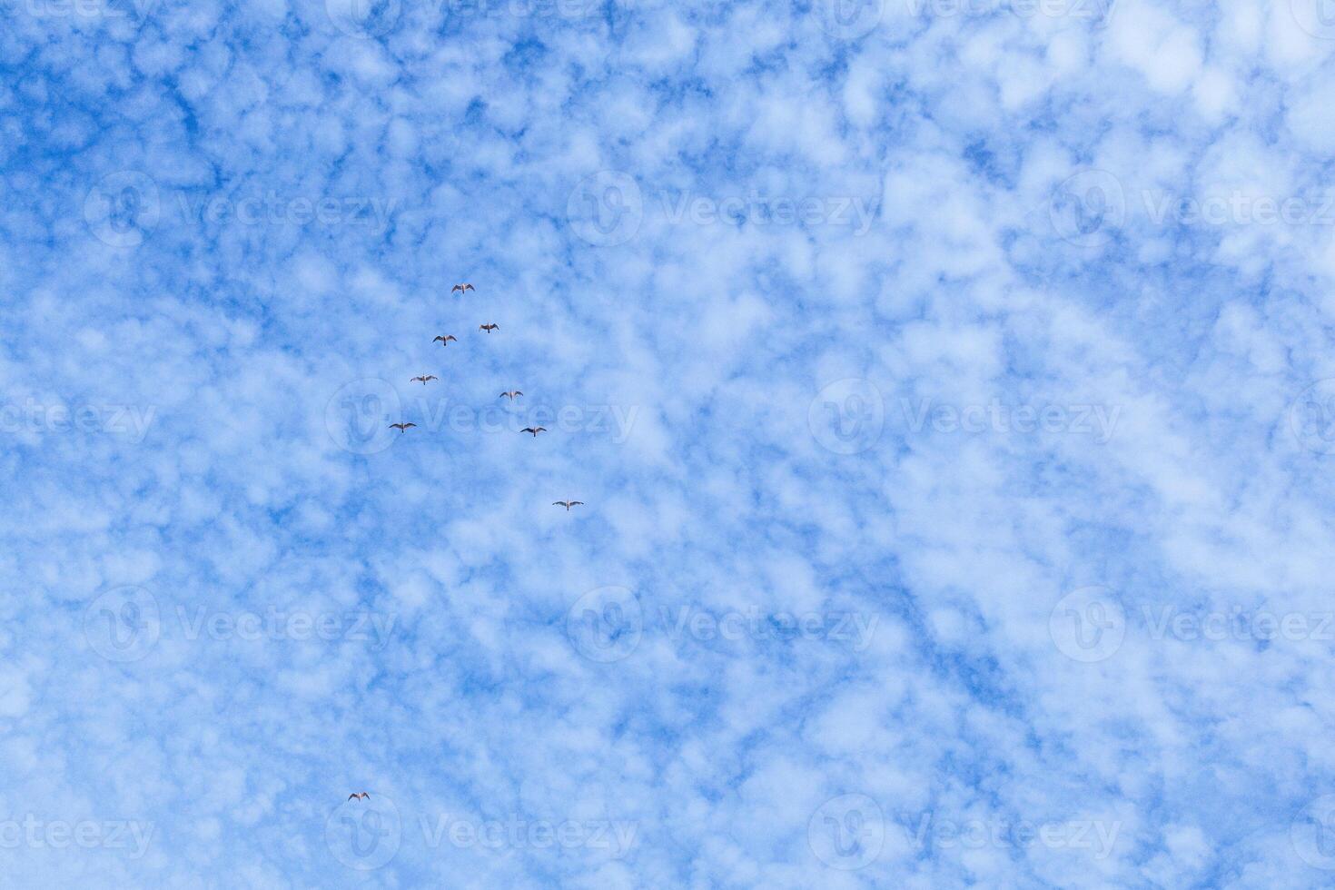 a group of birds flying in the sky photo