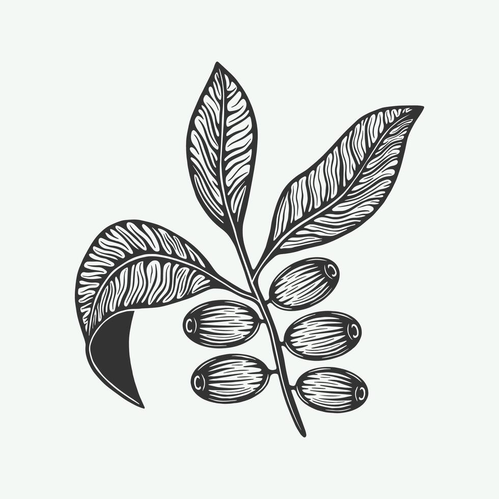 A black and white drawing of a coffee plant vector