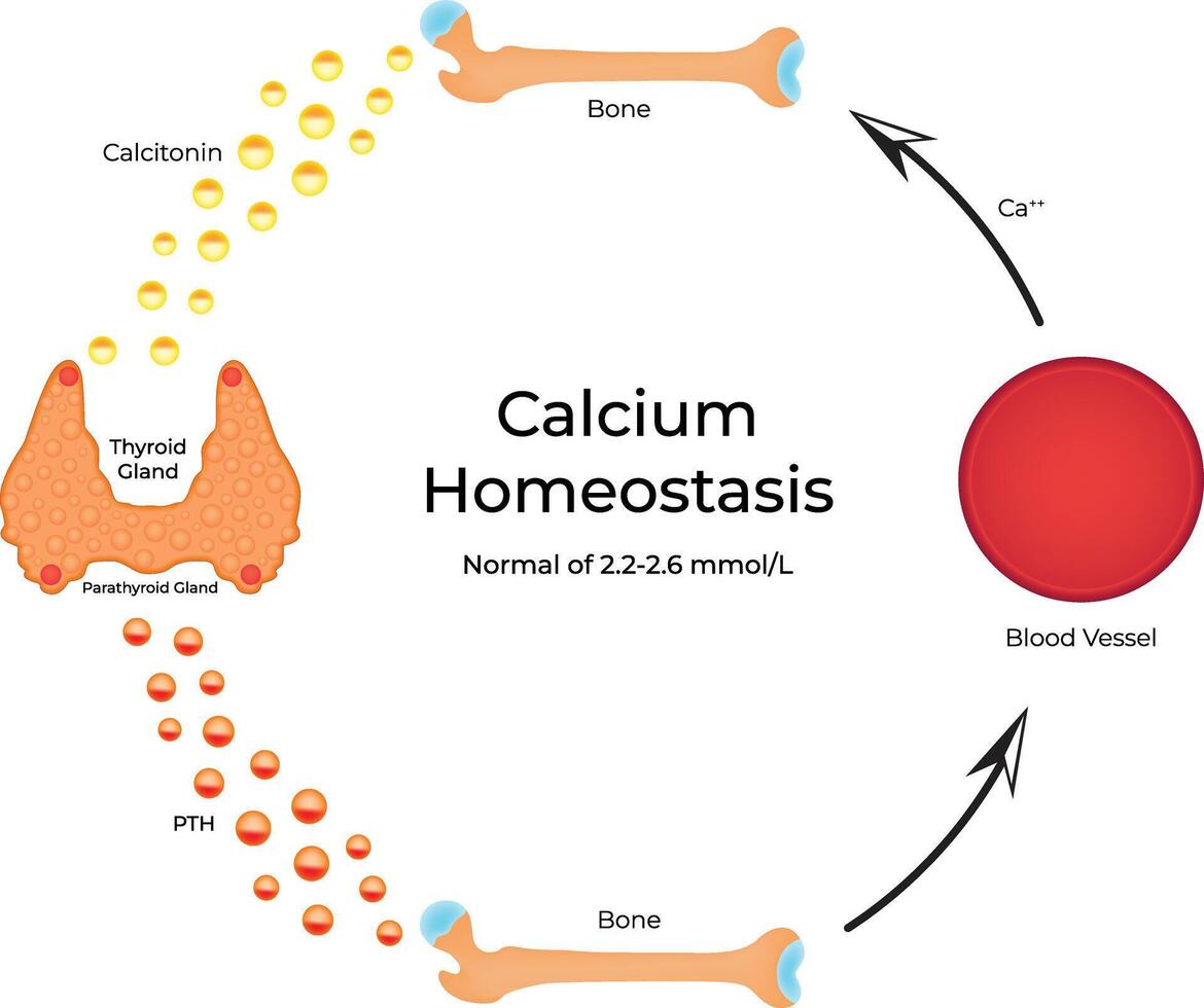 Calcium Homeostasis Science Design Illustration Diagram vector