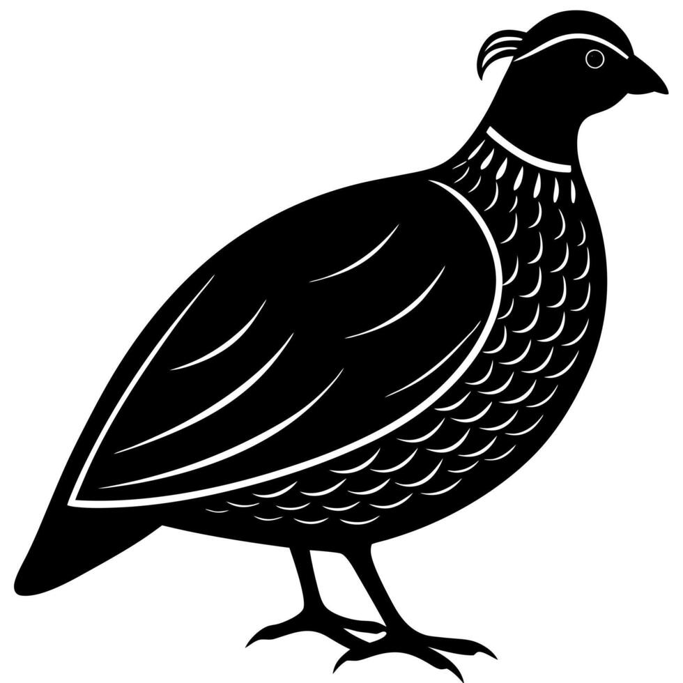 Beautiful Quail Bird Silhouette for Your Next Artwork vector