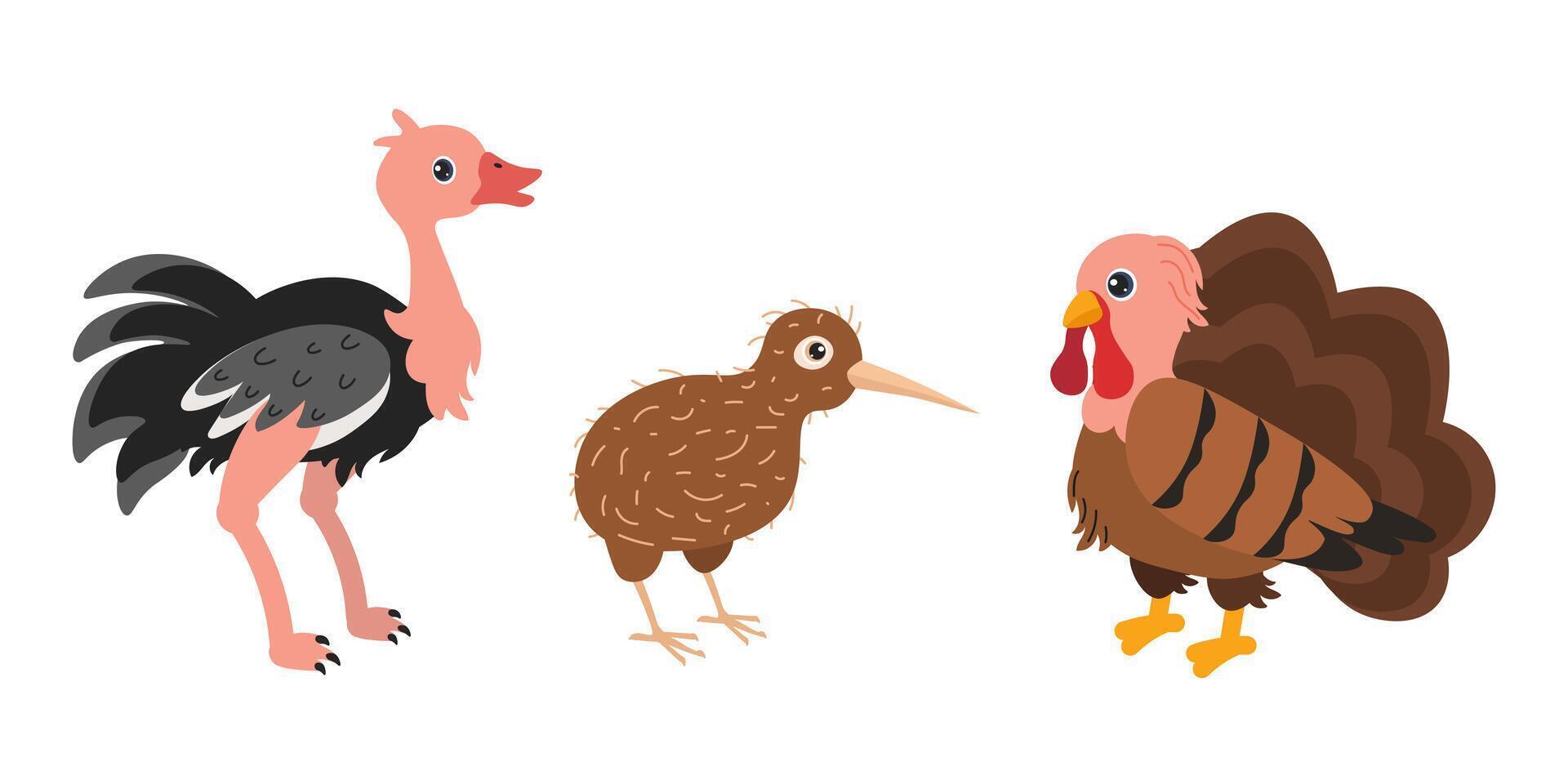 Colorful cartoon representations of diverse birds including an ostrich, kiwi, and turkey vector