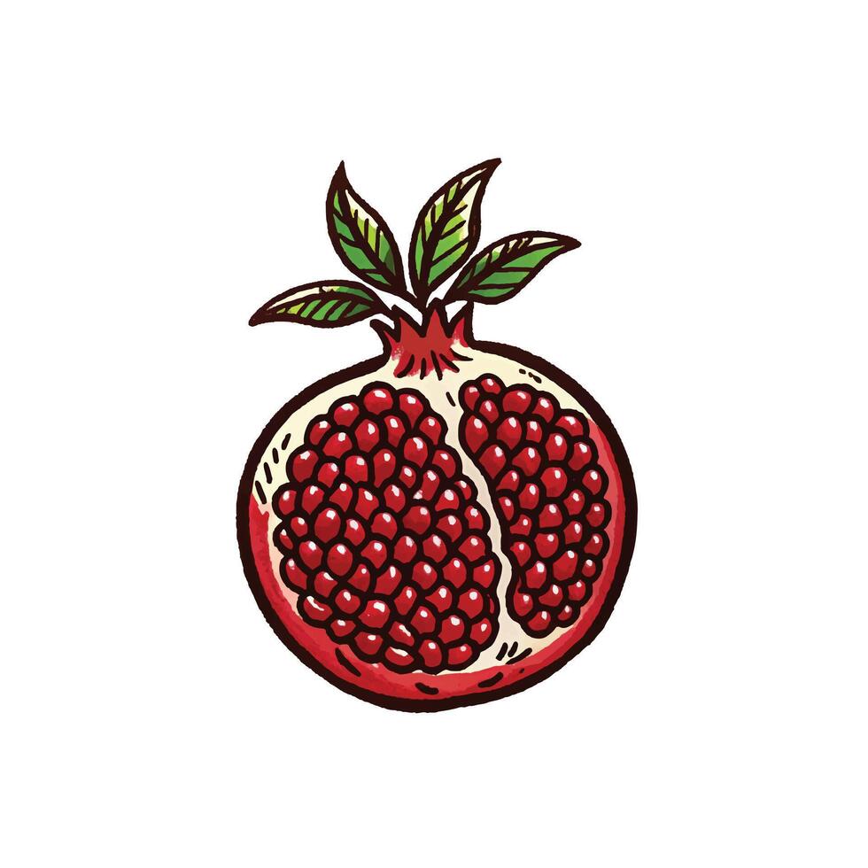 drawing pomegranate icon vector