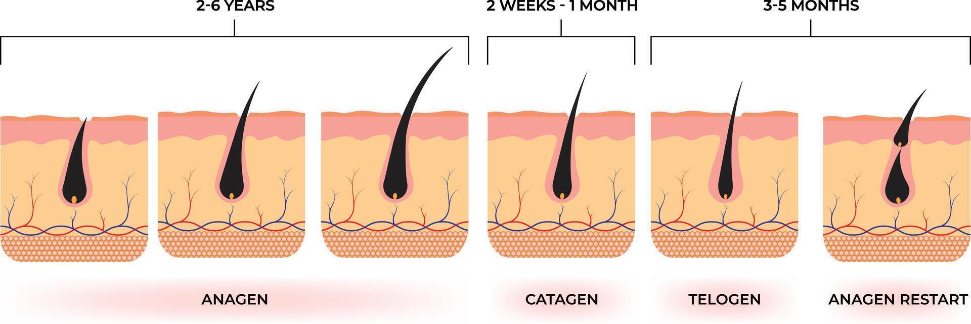 Anagen Catagen Telogen Anagen Restart Design Illustration vector