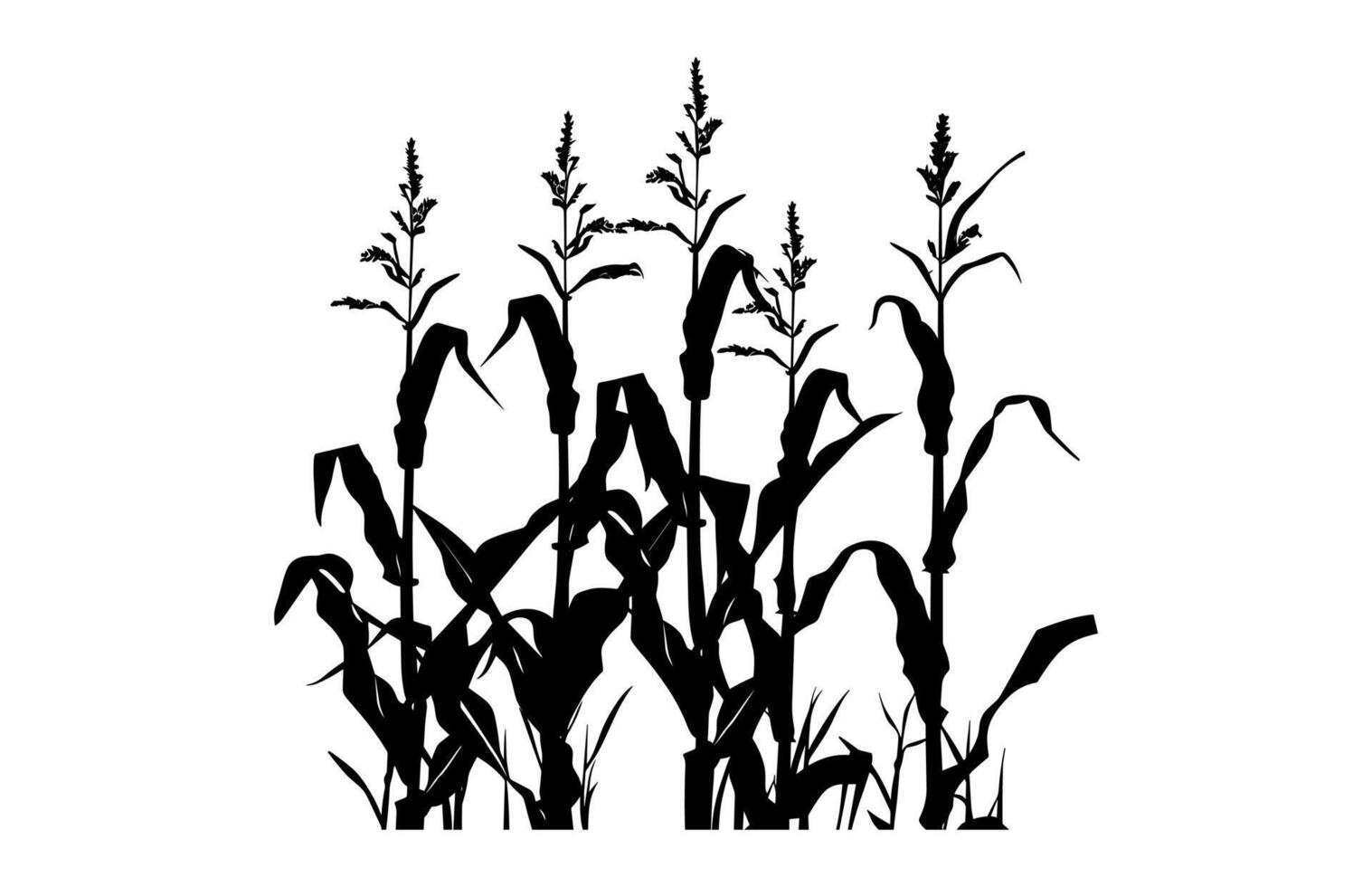 Corn Stalk Silhouette isolated on a white background vector