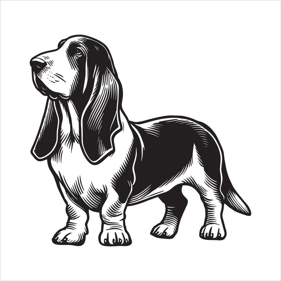 Basset Hound Stance The Loyal Look vector
