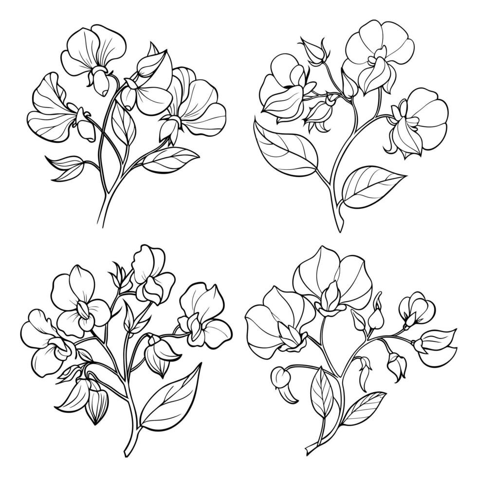 Sweet Pea flower outline coloring book page line art drawing for children and adults vector