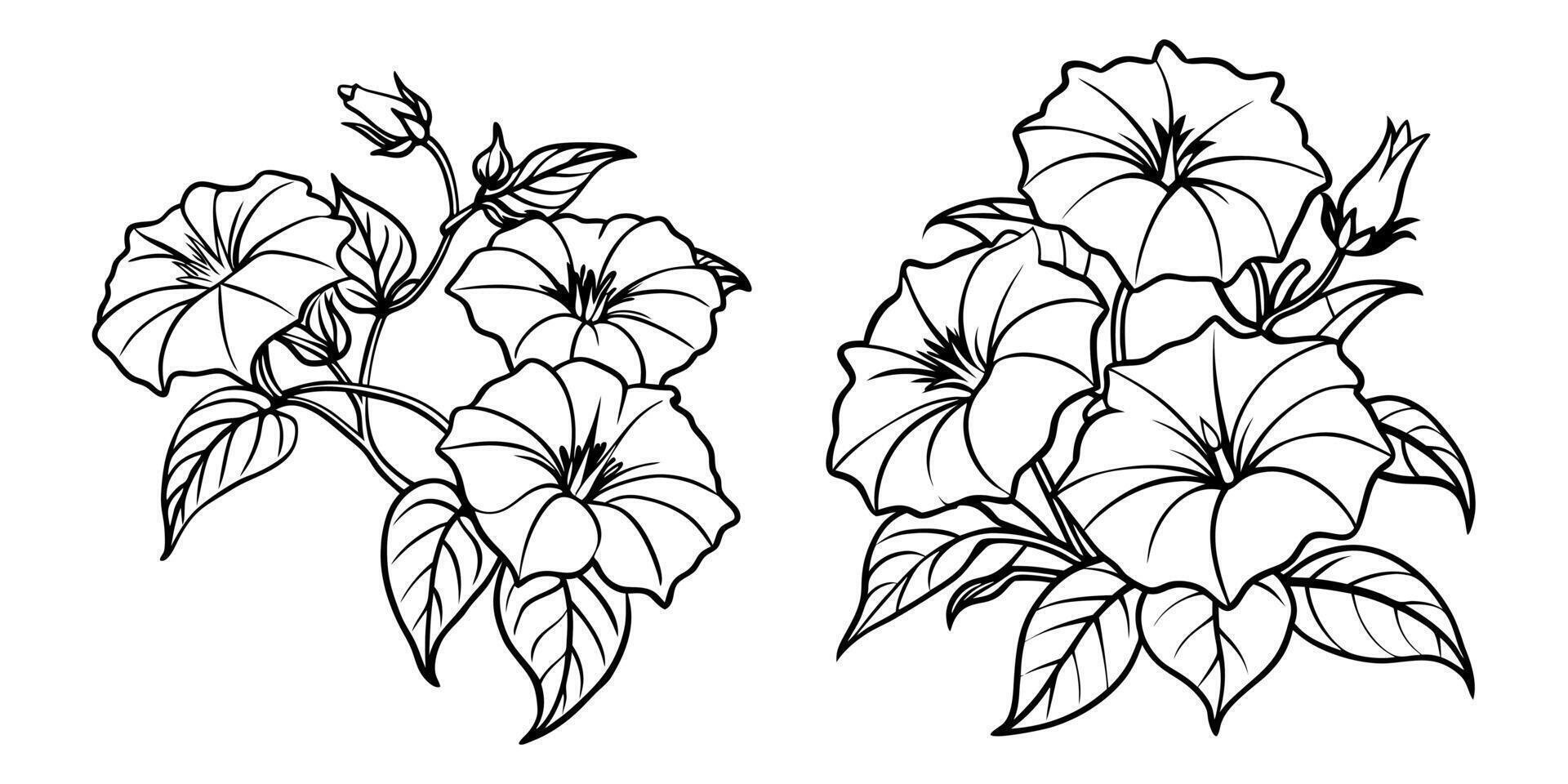 Morning Glory flower outline coloring book page line art drawing for children and adults vector