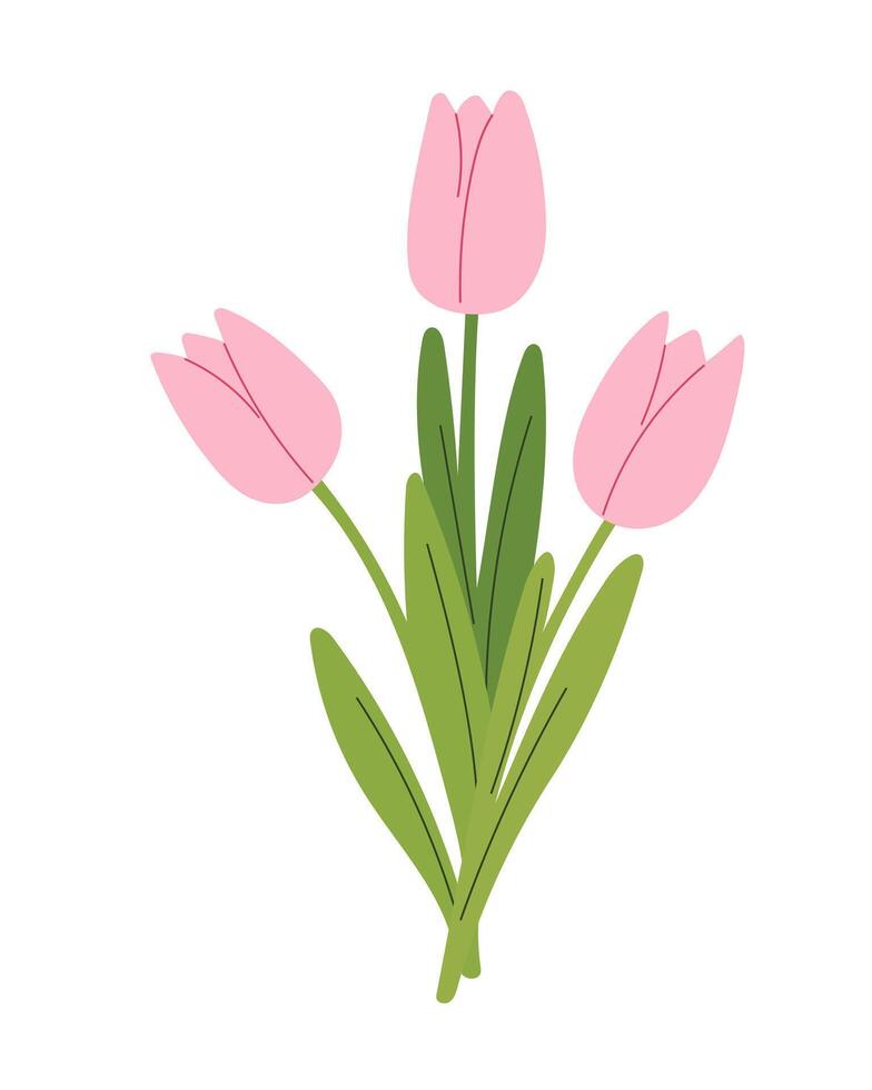 Bouquet of pink tulips. Isolated on white background. vector