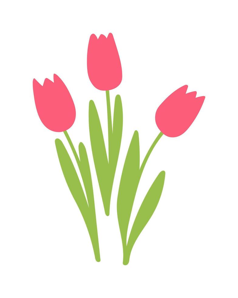 Bouquet of tulips with leaves. Cut flowers, simple hand drawn flowers. Spring holiday design element, plants, flora, illustration on white background vector