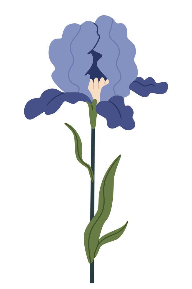 Beautiful iris flower on a white background. vector