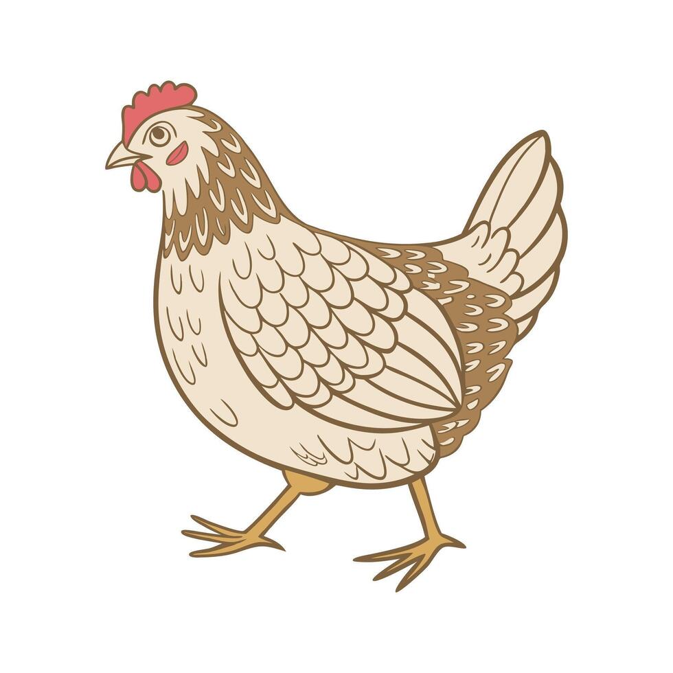 Illustration of a chicken on a white background. Cute domestic bird. vector