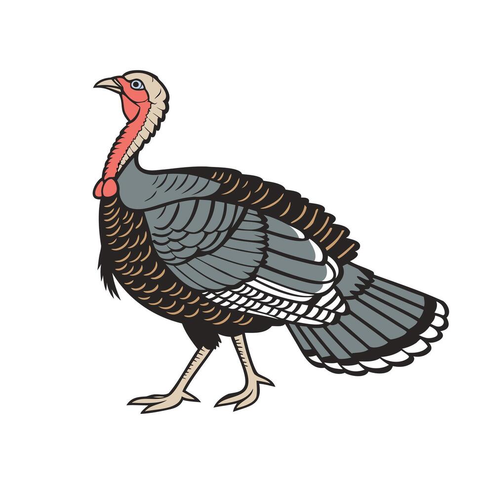 Turkey bird isolated on white background. Hand drawn illustration vector