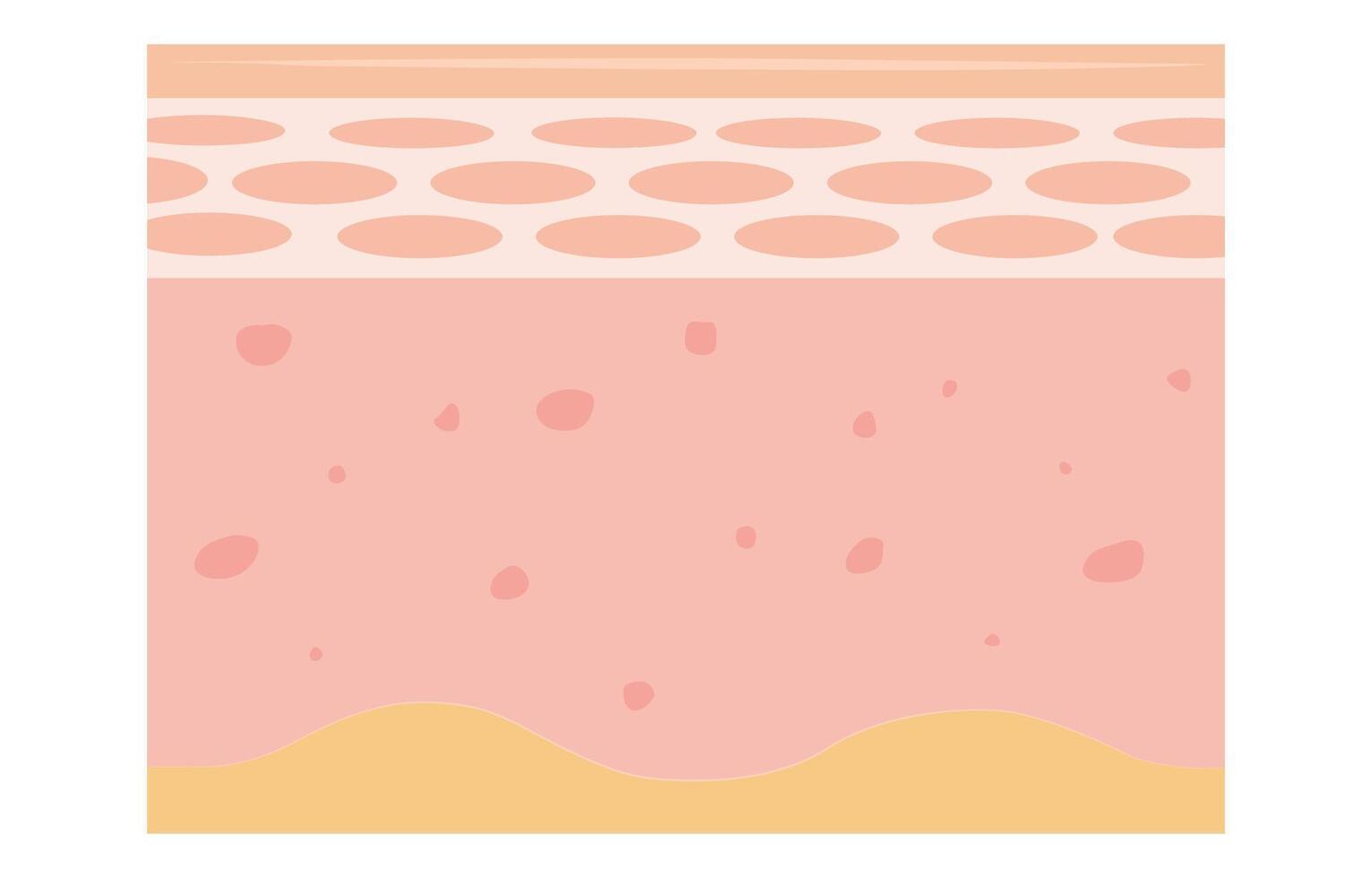 skin layer. Human skin layers structure vector