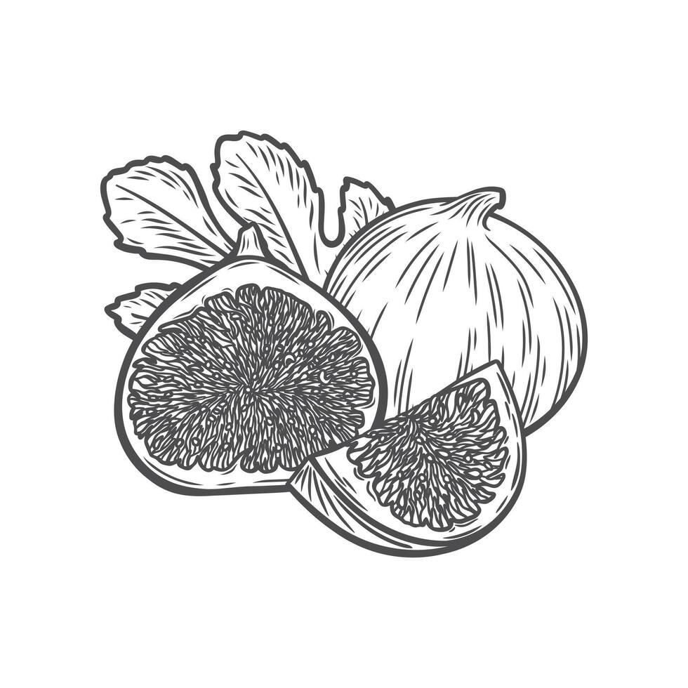 A fig, a half, a slice of a fig and a leaf in the style of line drawing vector