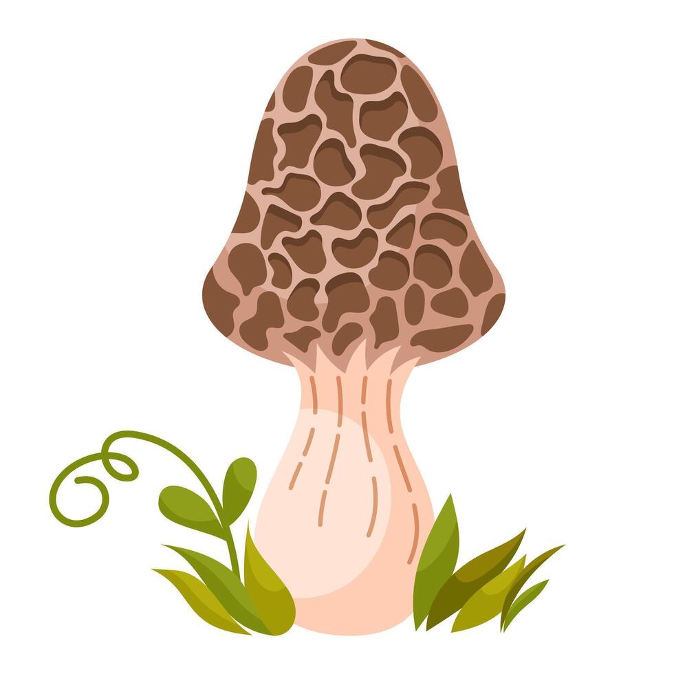 Morchella vulgaris mushroom vector