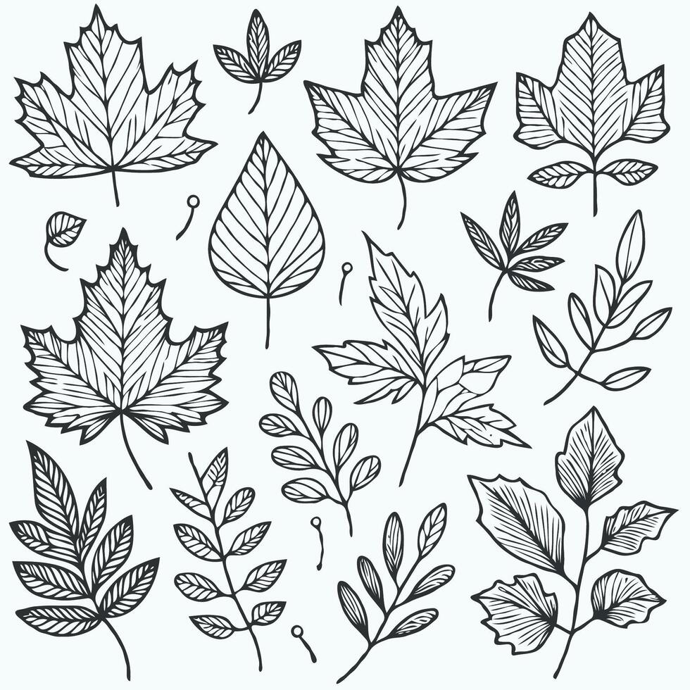 Autumn leaves set of hand drawn leaves vector