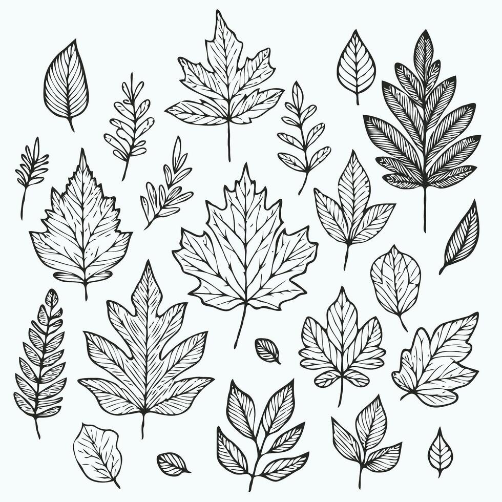 Autumn leaves set of hand drawn leaves illustration vector