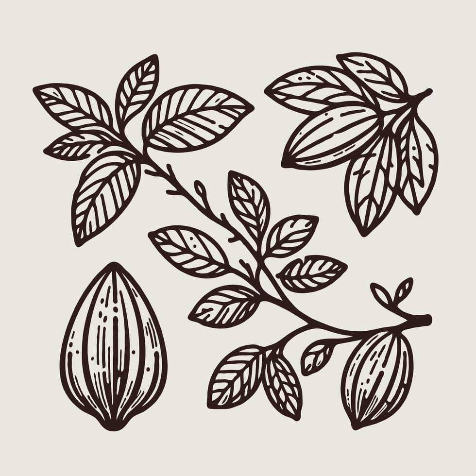 Cacao beans branch and leaves. Hand drawn illustration. Cocoa seeds set in engraving style, contour cocoa beans, line art natural chocolate vector